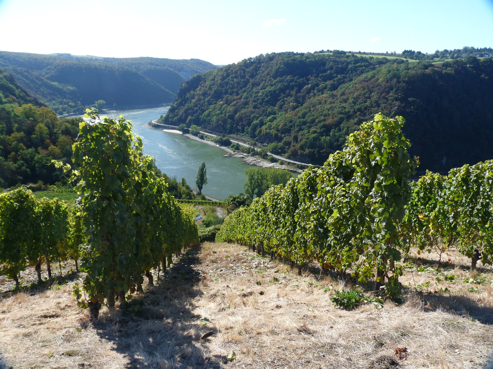 Weinbaugebiet Rheingau Weine Mit Pfiff Ebrosia Wein Blog